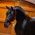 Equestrian Stockholm Line halter