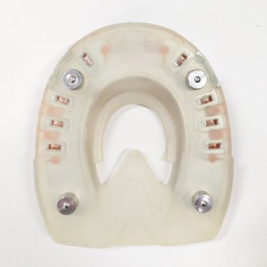 Duplo Elastic horseshoe Oval with 4 x 7 mm studs