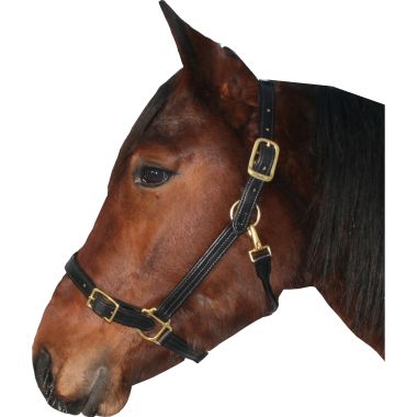 Walsh Leather halter 25 mm with buckle on the nose