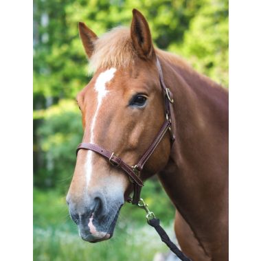 Wahlsten Premium Leather halter 20 mm