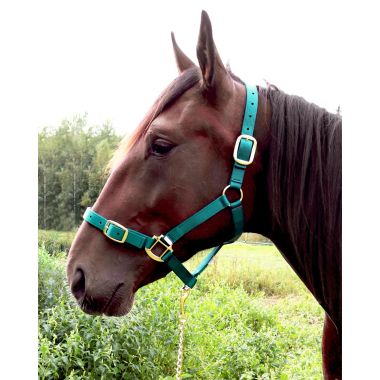 Equitare Pro Nylon halter 1" with buckle on the nose