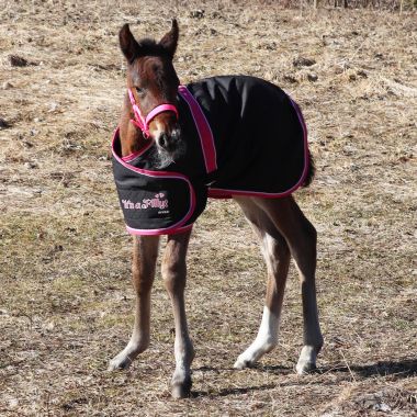 Equitare Newborn Foal rug