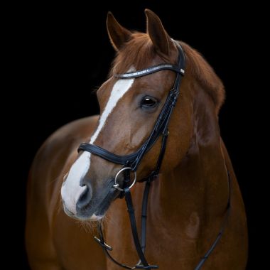 HG Tine Anatomic bridle