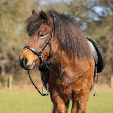 QHP Fjara Icelandic Bitless Bridle for Icelandic Horses